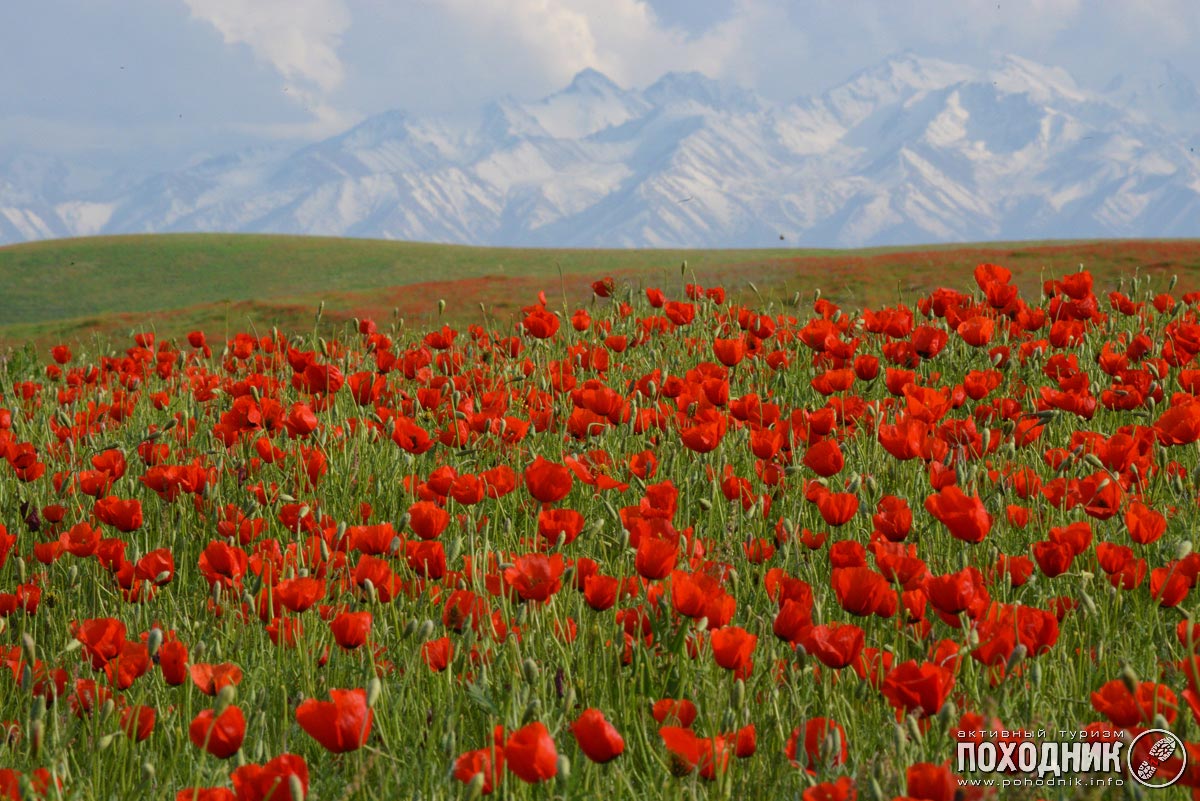 Казахстан-Киргизия: В страну цветущих абрикосов (автомобильный фото-тур)