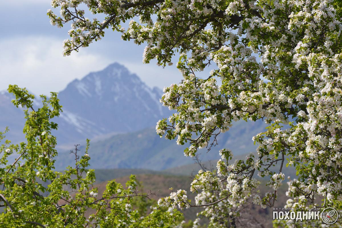Казахстан-Киргизия: В страну цветущих абрикосов (автомобильный фото-тур)