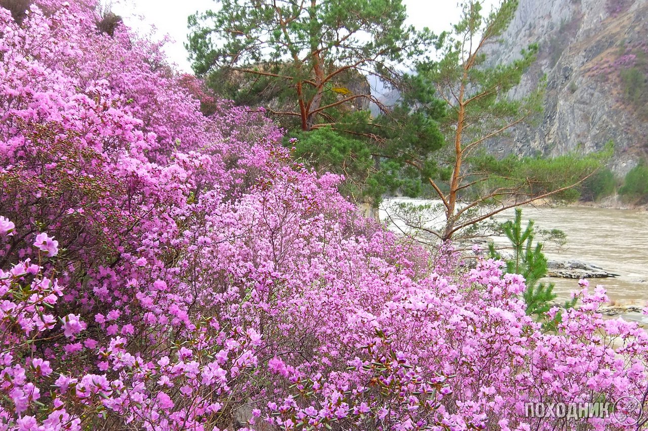 Цветение маральника на Алтае (комбинированный)