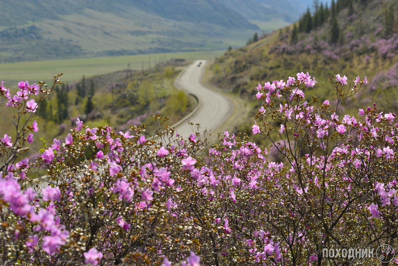 Алтайские покатушки: Пока цветёт маральник (автомобильный)