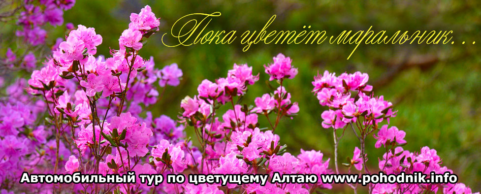 Алтайские покатушки: Пока цветёт маральник (автомобильный)